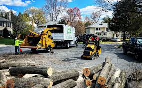 Cleona, PA Tree Care Company