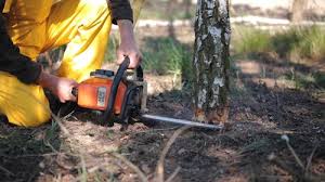 Best Stump Grinding and Removal  in Cleona, PA