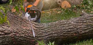 Best Lawn Renovation and Restoration  in Cleona, PA