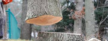 Best Leaf Removal  in Cleona, PA