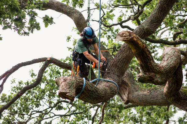 Best Tree Mulching  in Cleona, PA