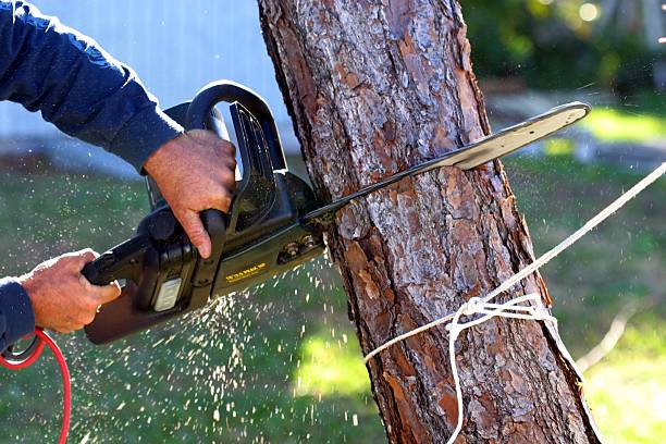 Best Hazardous Tree Removal  in Cleona, PA