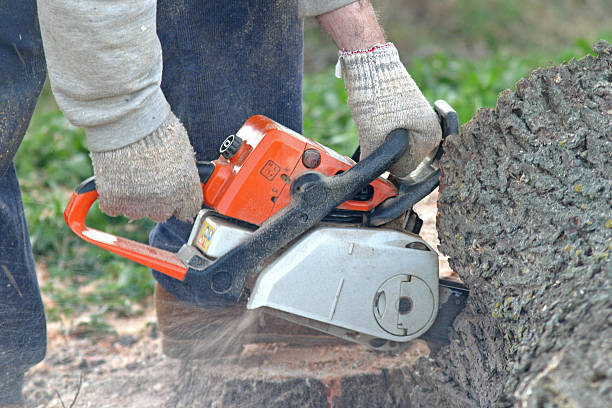 Best Weed Control  in Cleona, PA