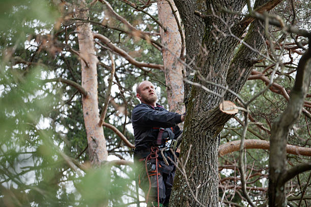 Best Root Management and Removal  in Cleona, PA
