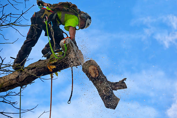 Best Tree Cabling and Bracing  in Cleona, PA