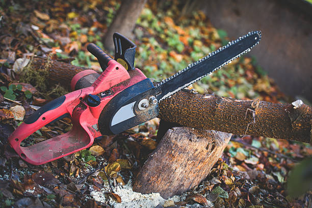 How Our Tree Care Process Works  in  Cleona, PA